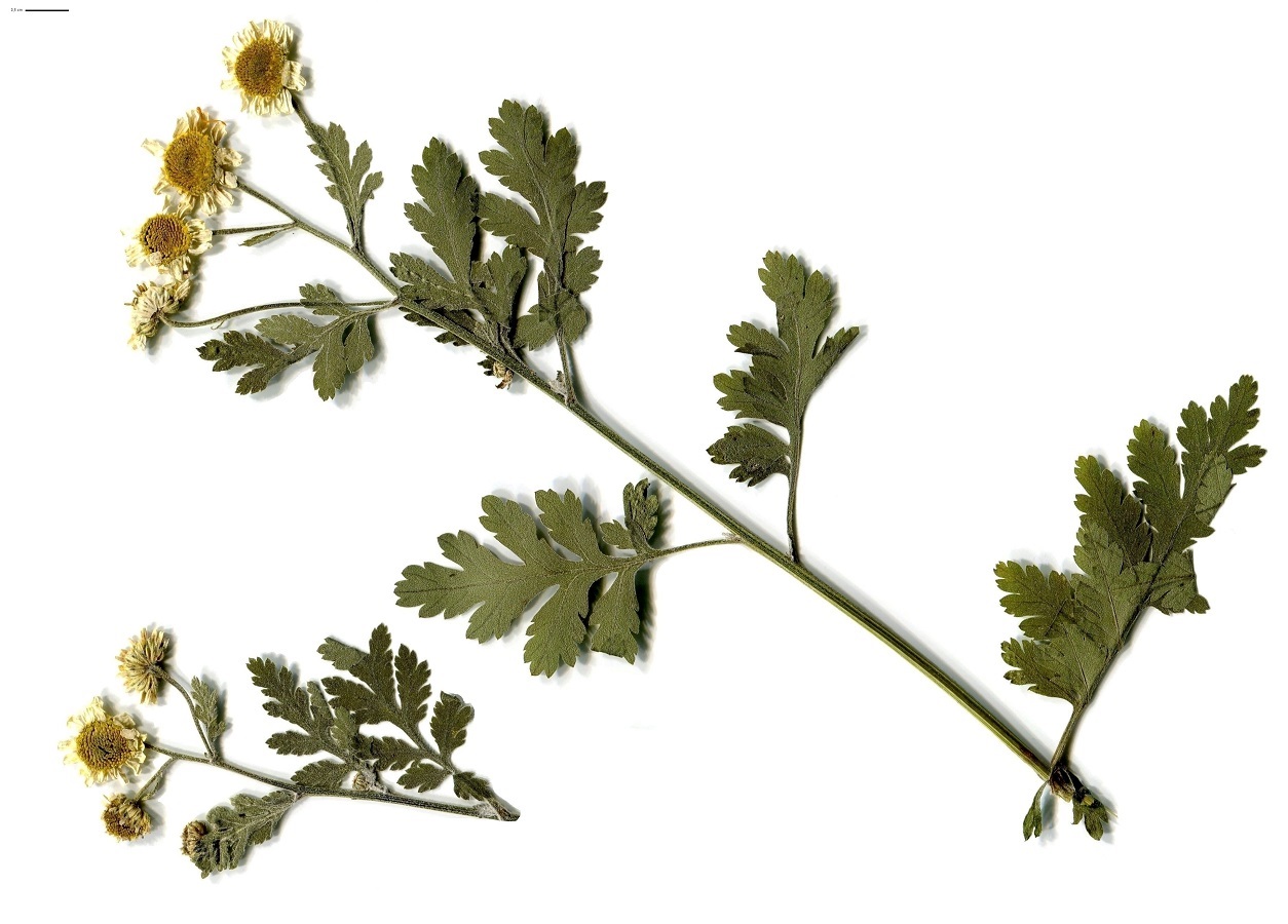 Tanacetum parthenium var. parthenium (Asteraceae)